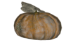 gourd