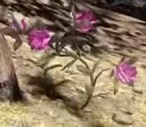 rhododendron_herbs_fallout_76_wiki_guide